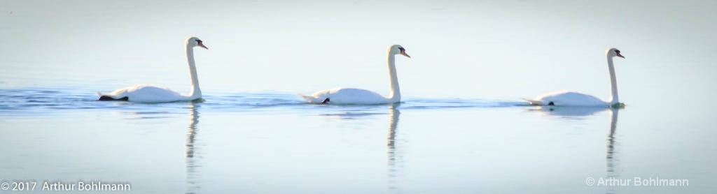 3 Swans A Swimming