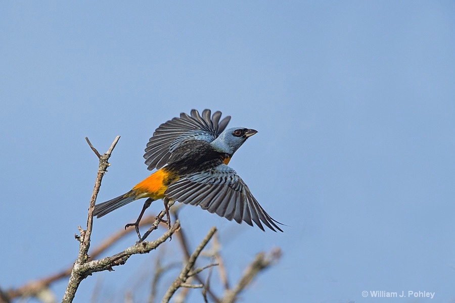 Blue and Yellow Tanager, Take off   H2U7334 - ID: 15307515 © William J. Pohley