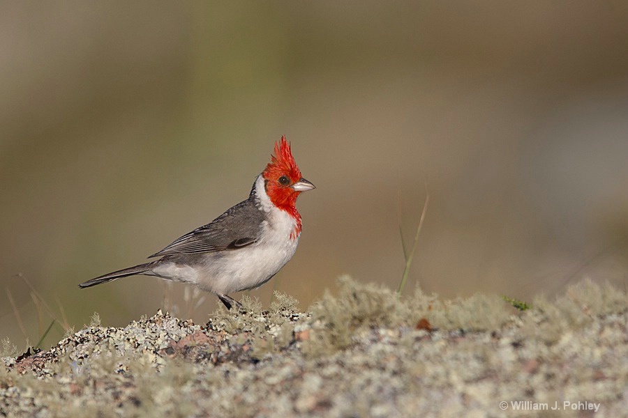 Red-crested Cardinal   H2U8982 - ID: 15307527 © William J. Pohley