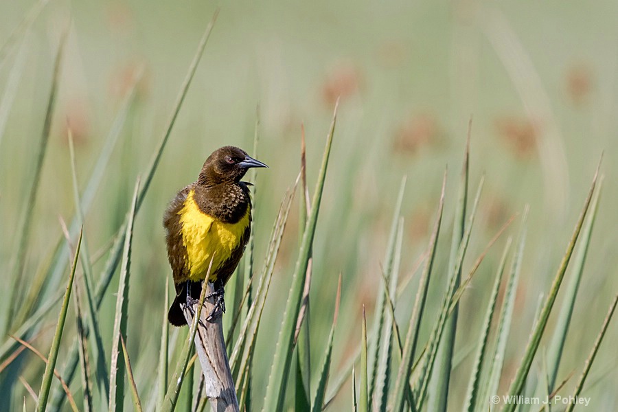 Brown-and-Yellow Marshbird   H7A1270 - ID: 15307533 © William J. Pohley