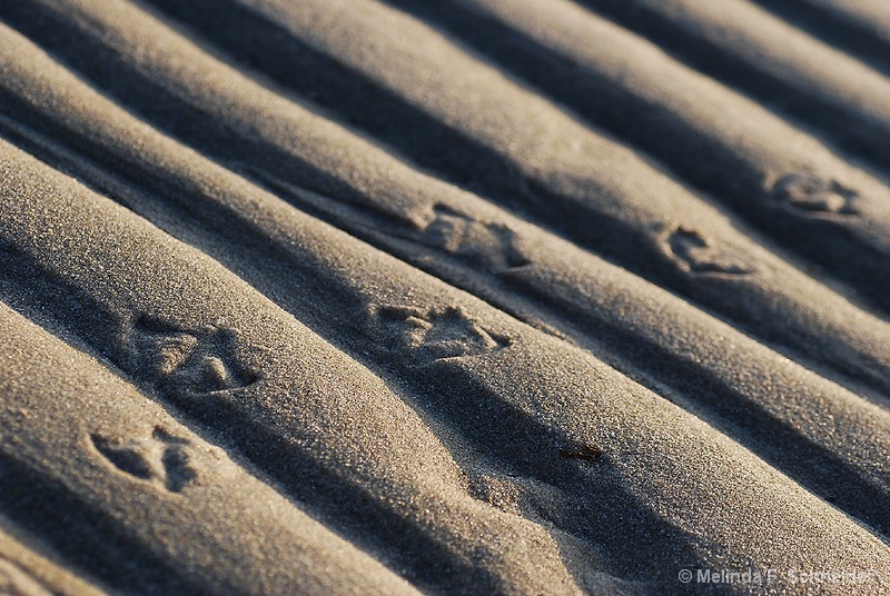 Walking in the Sand