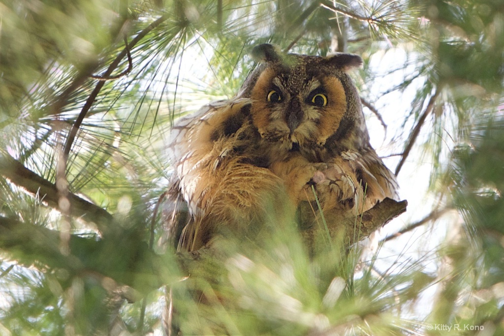 Long Earred Owl at the Top of the Tree