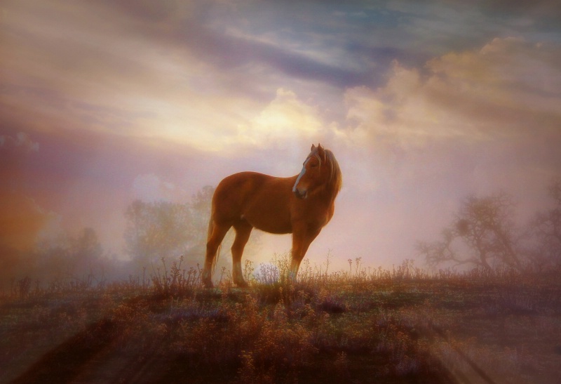 Beautiful Mustang Morning