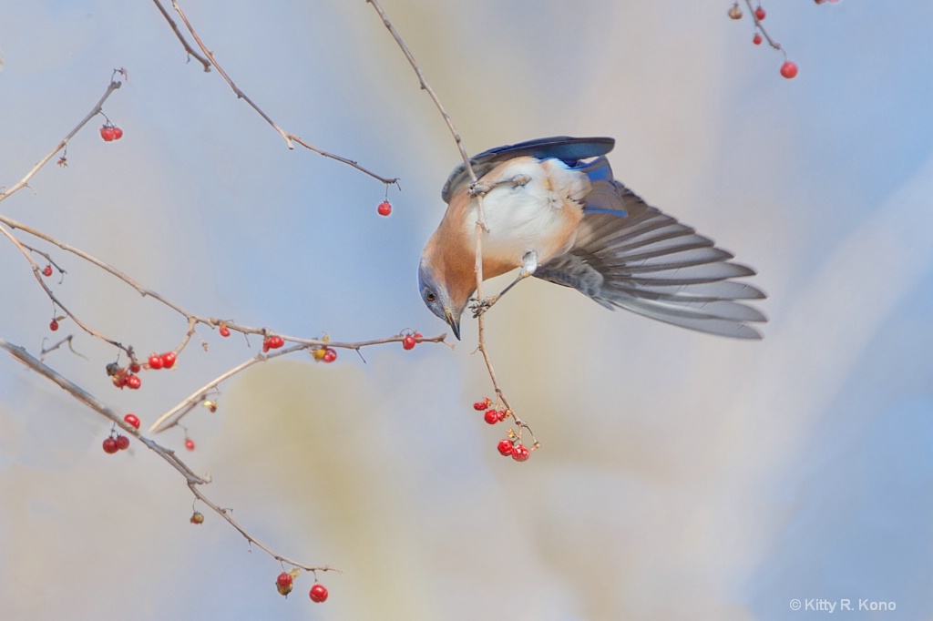 Bluebird and the Berries - ID: 15307903 © Kitty R. Kono