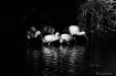 Ibis Gathering