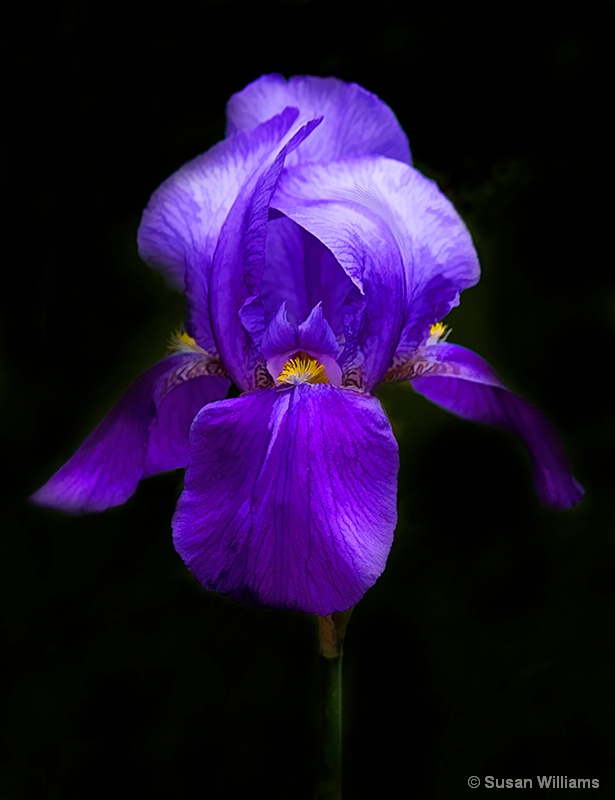 Iris