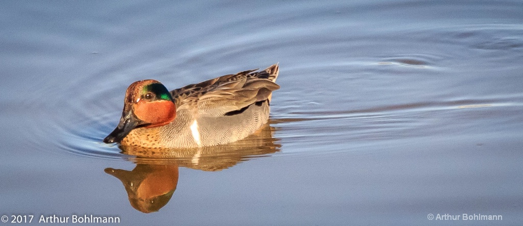 Green Winged Teal 