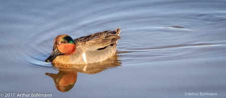Green Winged Teal 