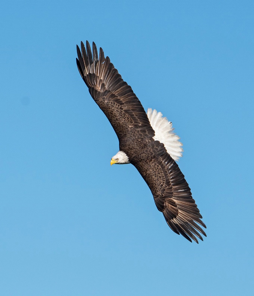 Eagle  24 - ID: 15308364 © Michael Cenci