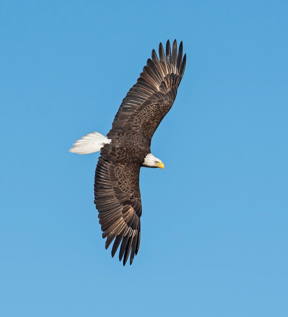 Eagle  25 - ID: 15308365 © Michael Cenci