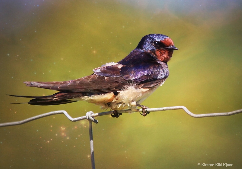 Bird On A Wire