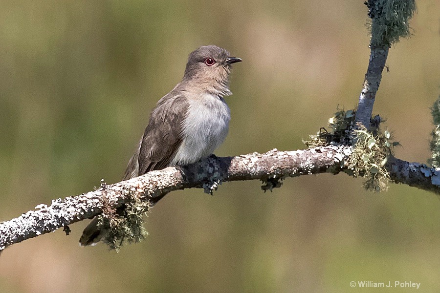 Ash-colored Cuckoo   H7A1762  - ID: 15308383 © William J. Pohley