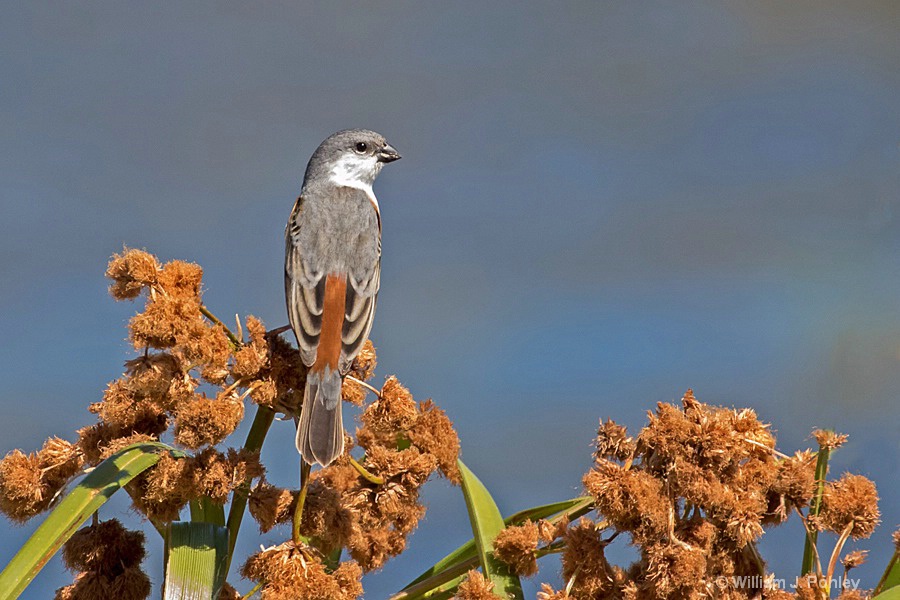 Marsh Seedeater   H7A2730 - ID: 15308385 © William J. Pohley