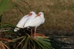 Twin Ibis