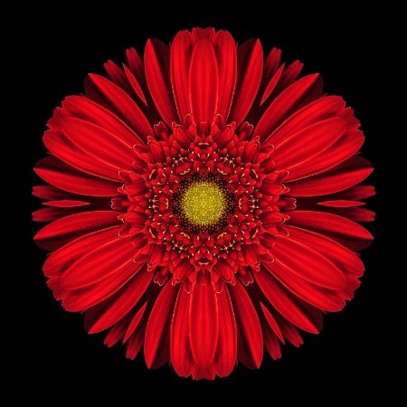 Scarlet Red Kaleido Gerber