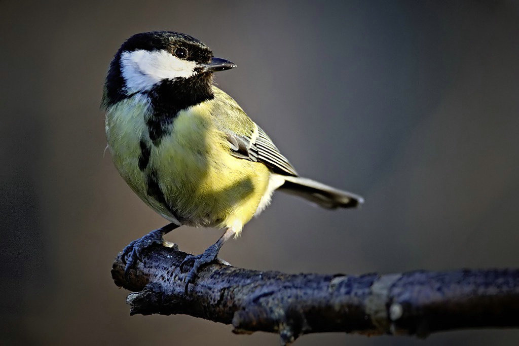 The Great Tit