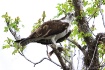 Osprey With Snack