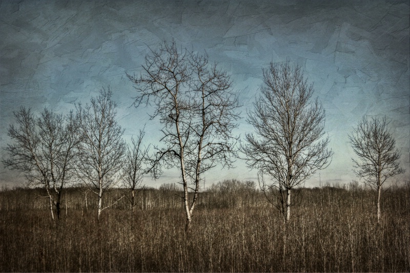 5 Birches