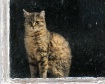 The Kitty in the ...