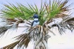 King Fisher Palm