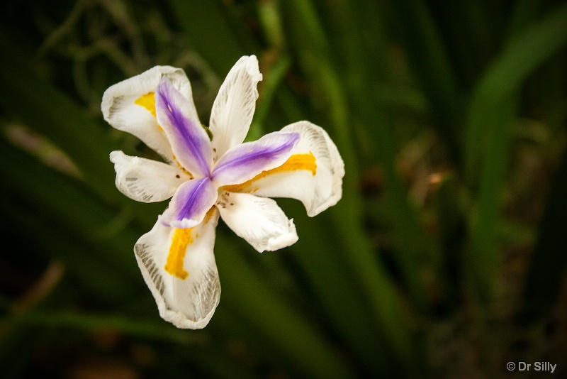 Purple Yellow and White