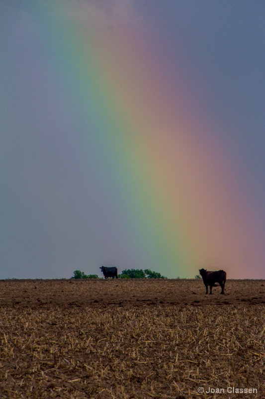 Under the Rainbow