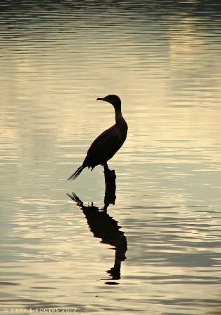 Twilight Tranquility