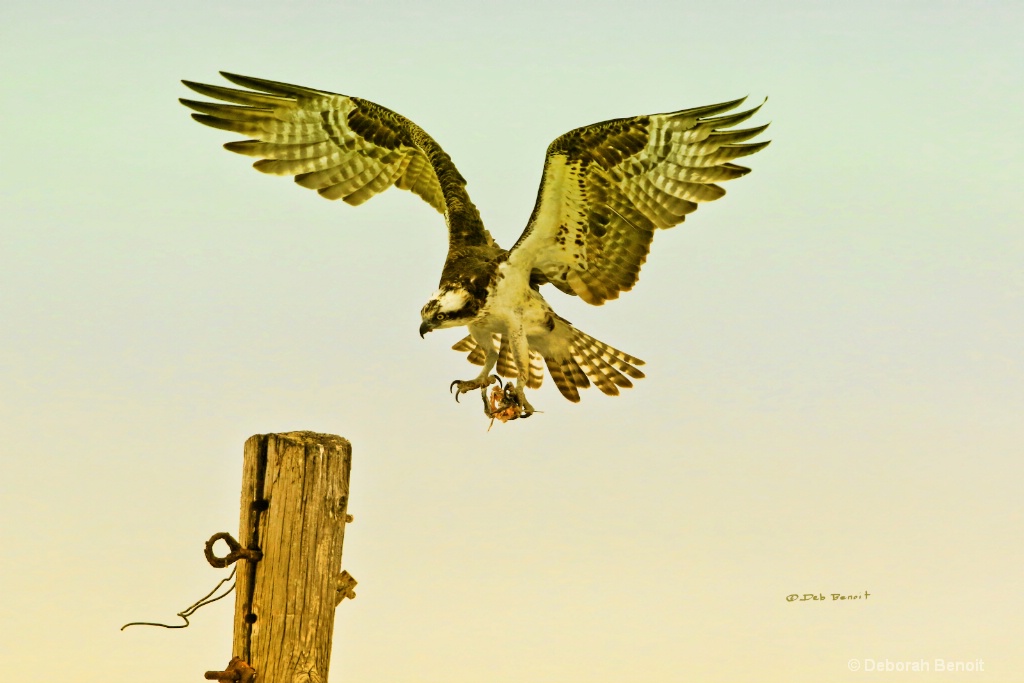 Osprey Pole Landing