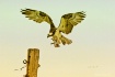Osprey Pole Landi...