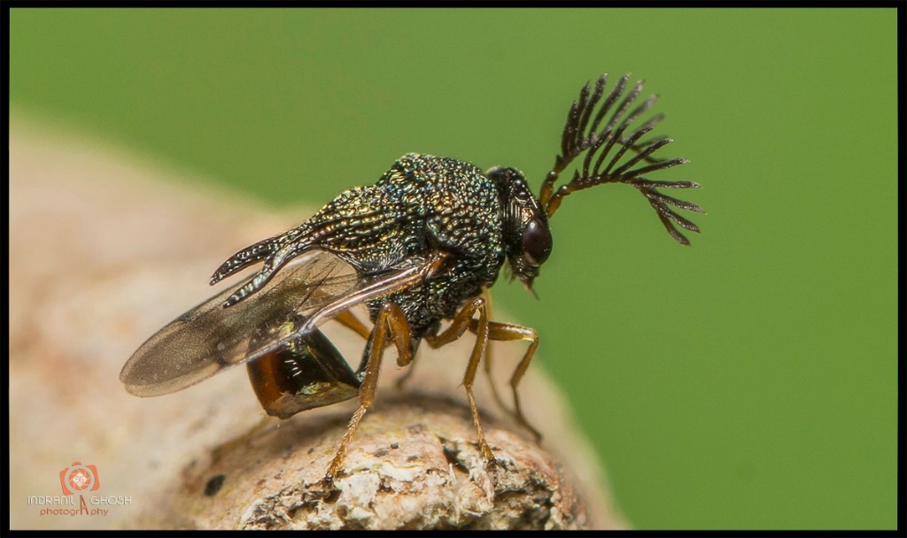 Metallic Wasp