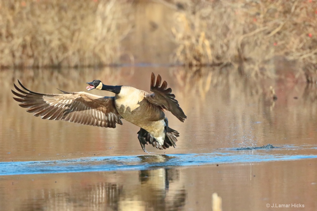 Canada Geese- Landing