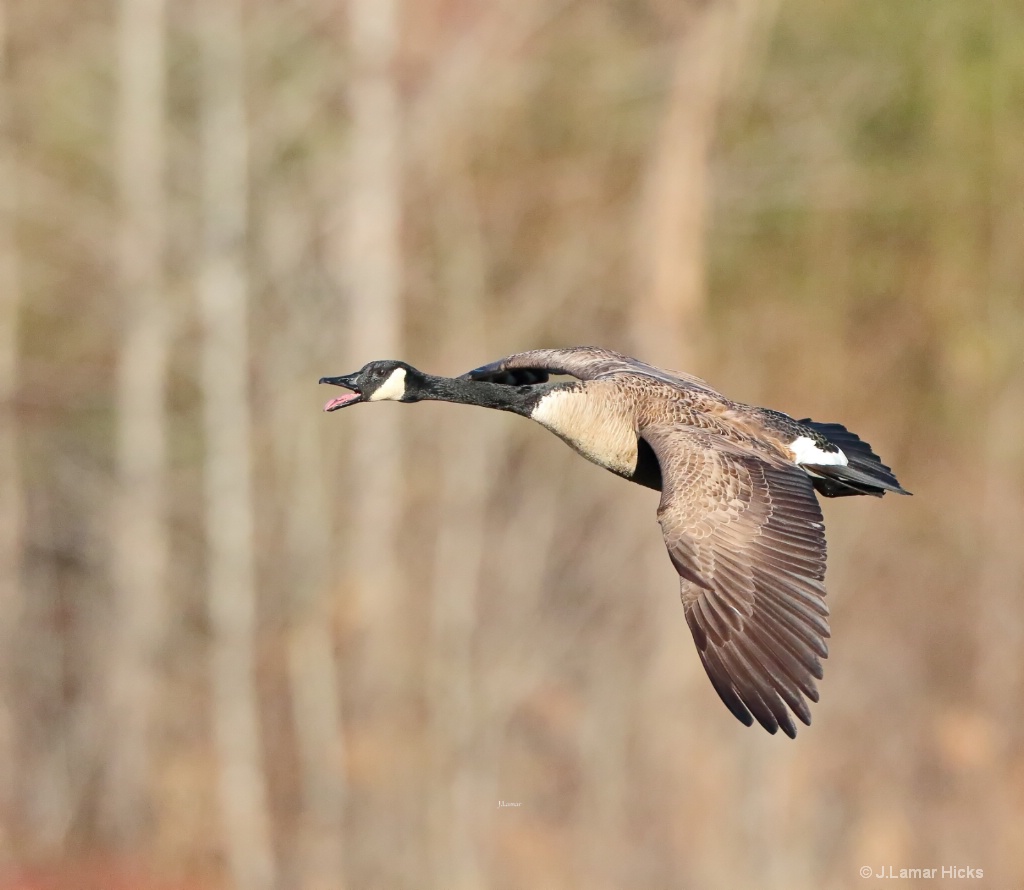 Canada Geese- Flight