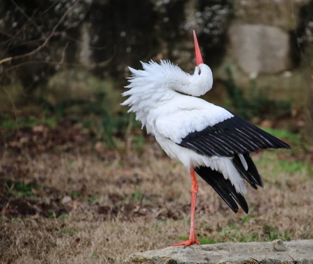 European white stork 