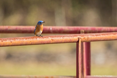 Bluebird of Happiness