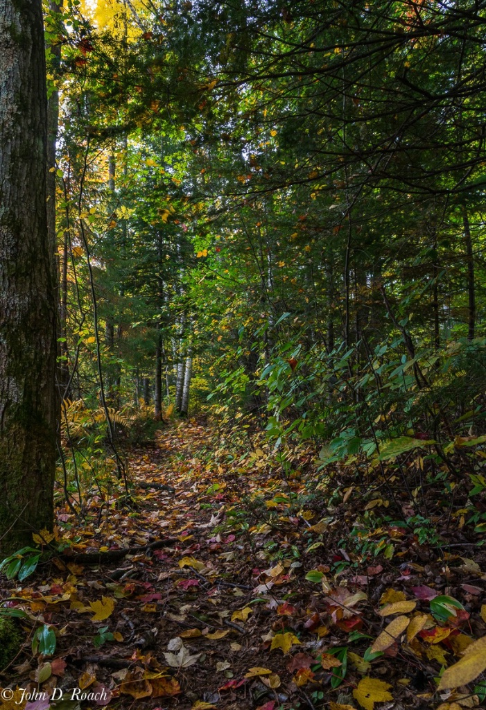 Quiet Path through the Woods - ID: 15309642 © John D. Roach