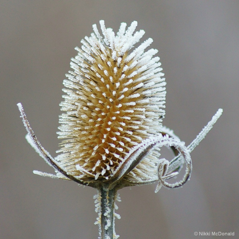 Frosted Teasle