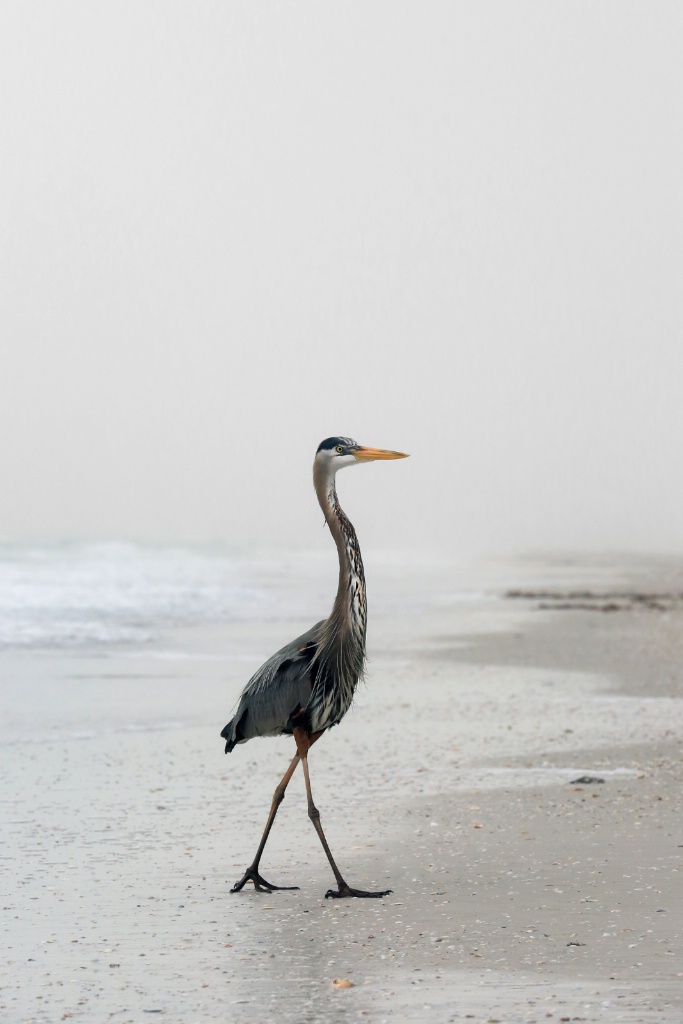 Blue Heron