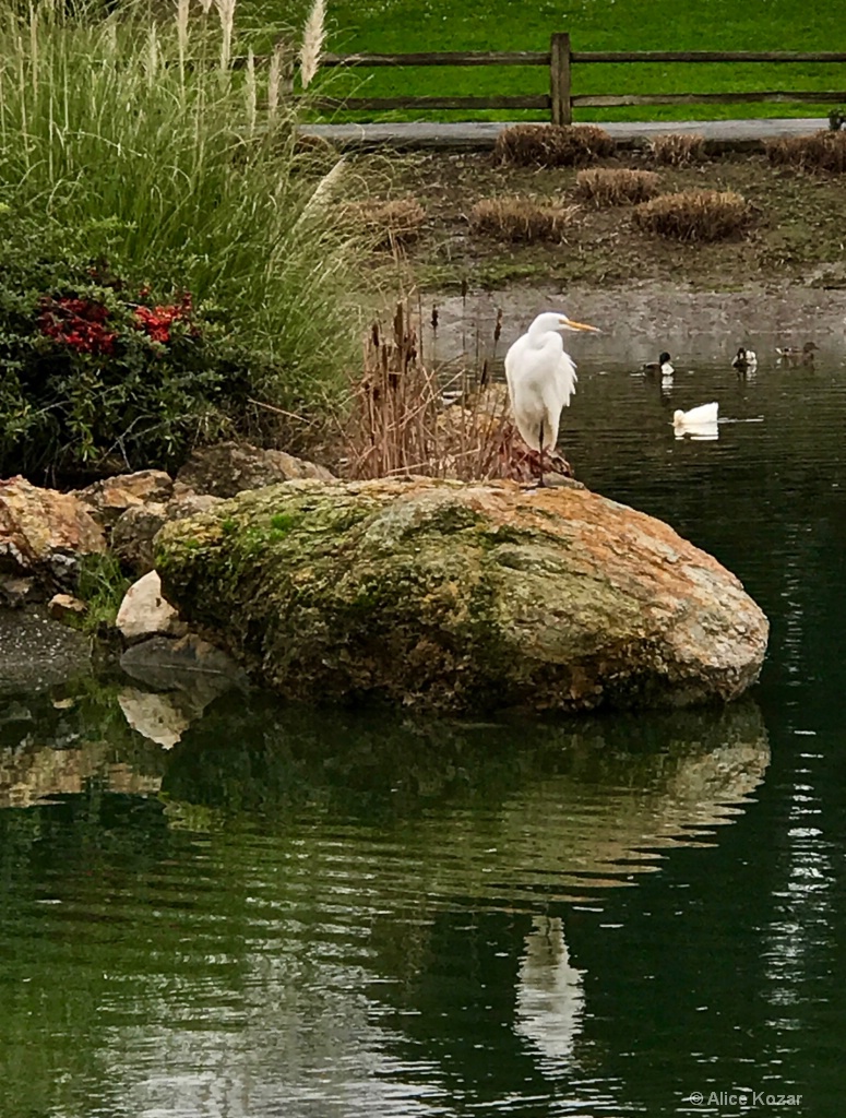 Migrating Spirit Bird - ID: 15310118 © Alice Kozar