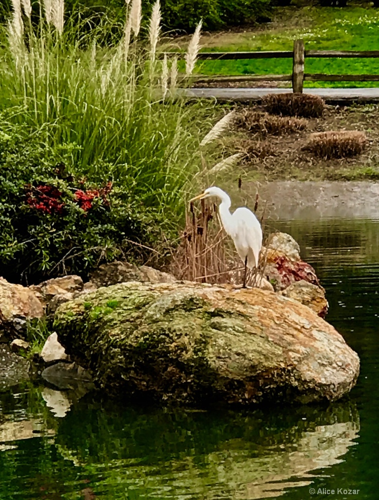 Migrating Giant  Egret