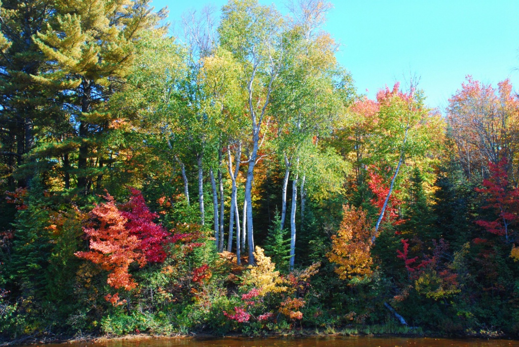 Tahquamenon Birch Tree Scene