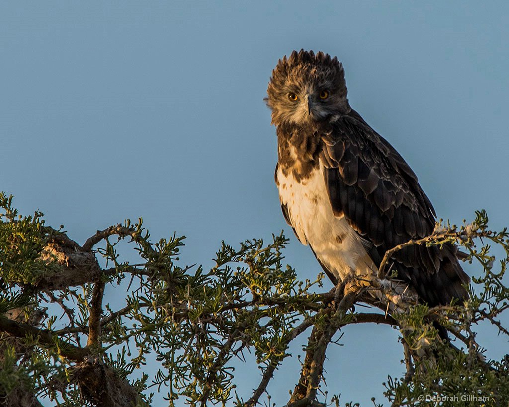 Martial Eagle