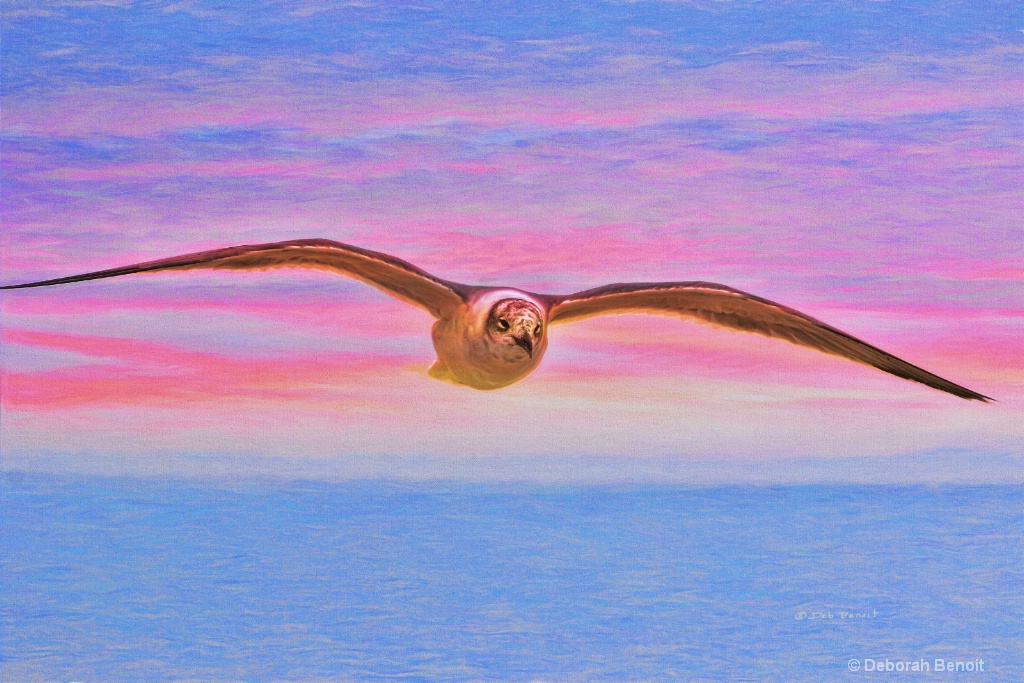 Morning Seagull