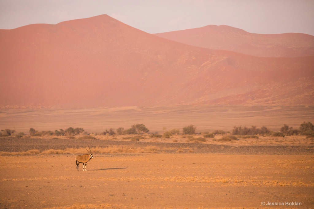 Lone Oryx with Dunes