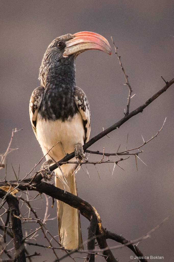 Monteiro's Hornbill - ID: 15310503 © Jessica Boklan