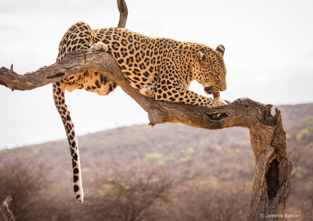 Leopard Dining - ID: 15310512 © Jessica Boklan