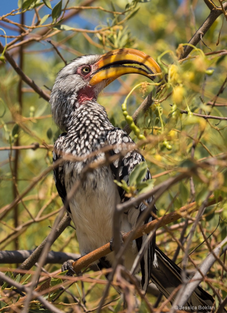 Yellow-Billed Hornbill