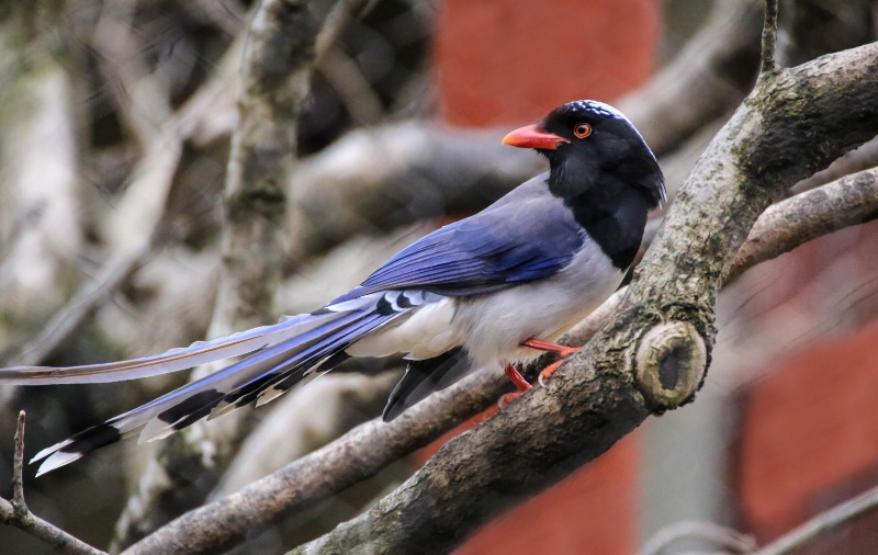 Red-billed Blue Magpie 