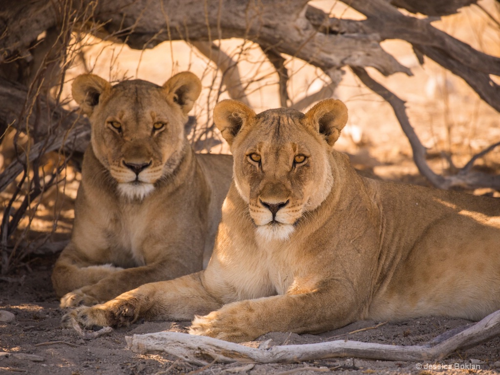 Resting Lionesses