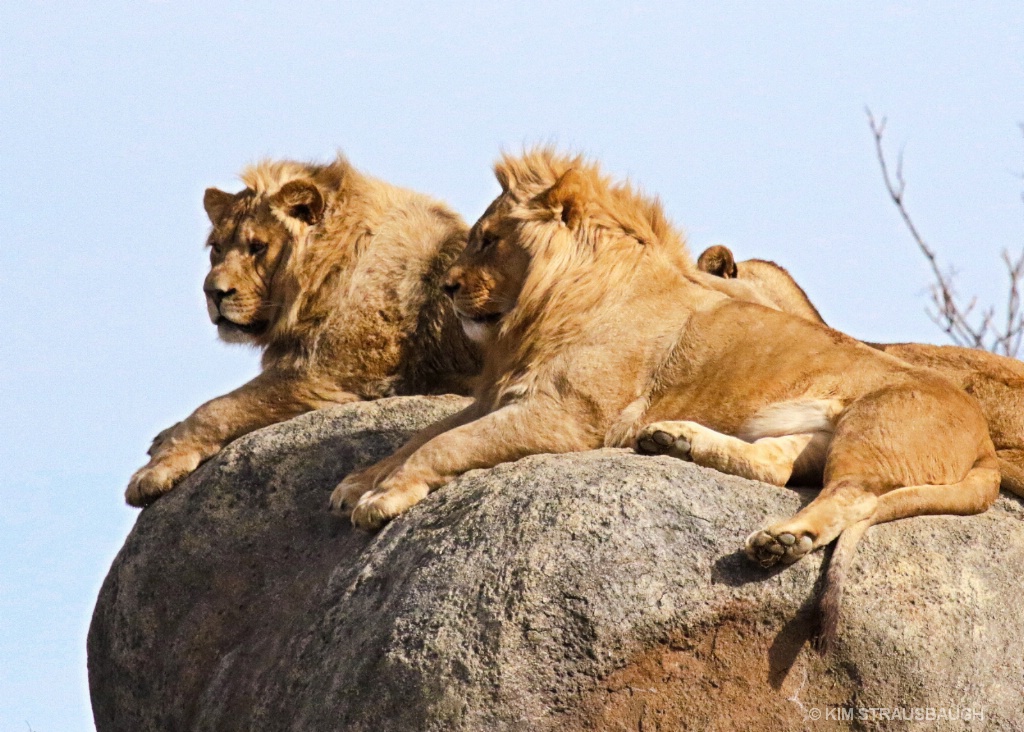 Kingdom Overlook