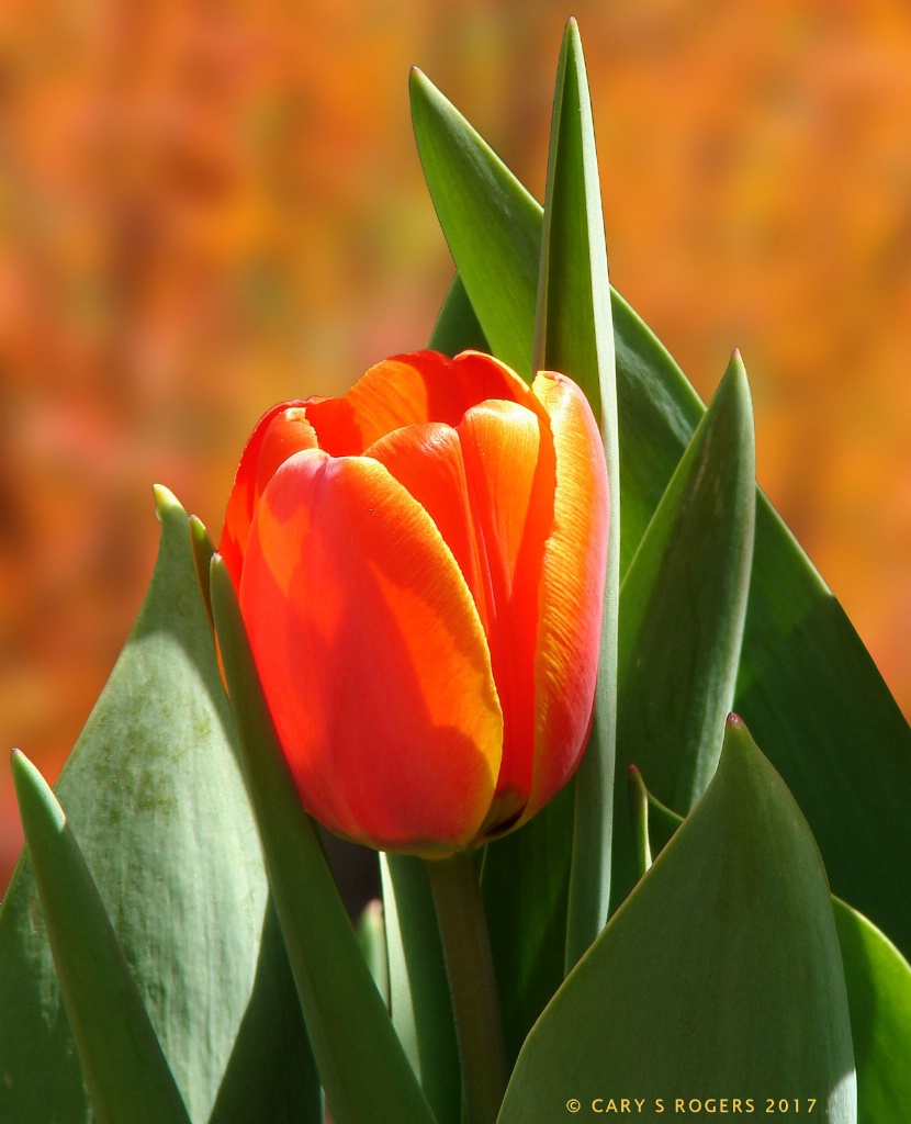 Autumn Tulip